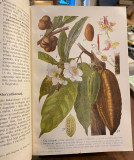 Prirodopis bilja - Pokorny, Fritsch, Gjurašin (1915) Prirodopis bilja - Pokorny, Fritsch, Gjurašin (1915)