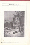 Najlepše Basne, 1926 - ilustracije: Gistav Dore