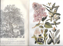 Prirodopis bilja - Pokorny, Fritsch, Gjurašin (1915)