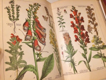 Naturgeschichte des Pflanzenreichs nach dem Linnéschen System - Willkomm Moritz (1887)