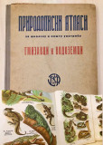 Prirodopisni atlasi: Gmizavci i vodozemci sa 73 slike u boji - Dragutin T. Simonović (1940)