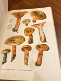 Mushrooms: with 120 colour plates from water colours - Albert Pilat