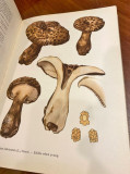 Mushrooms: with 120 colour plates from water colours - Albert Pilat